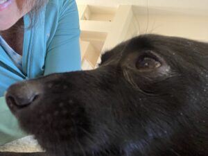 Face of 5 year old Schipperke breed dog named Turlough.