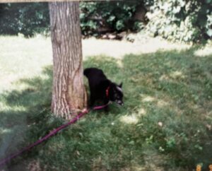 Schipperke breed dog named Skipper peeing on a tree