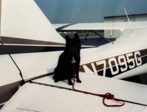 Schipperke name Teddy Bear sitting on wing of Cessna 172